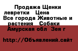 Продажа Щенки левретки › Цена ­ 40 000 - Все города Животные и растения » Собаки   . Амурская обл.,Зея г.